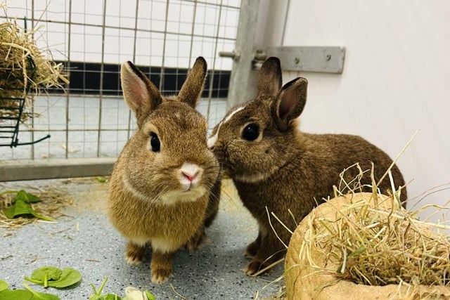One-year-old brothers Chas and Dave are Netherland Dwarf rabbits and are looking to find their forever home together.