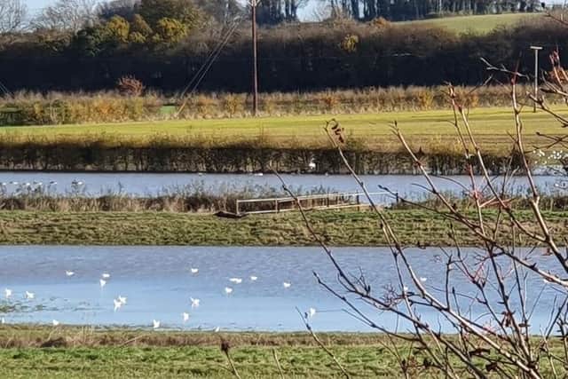 Residents said land earmarked for a solar farm near to South Elmsall is a prone to flooding and a haven for wildlife. Image: Louise Burns