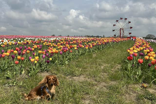The festival is also dog friendly.