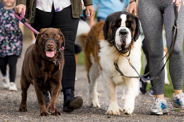 Leading the way: Wakefield Hospice's popular sponsored dog walk is set to return this summer.
