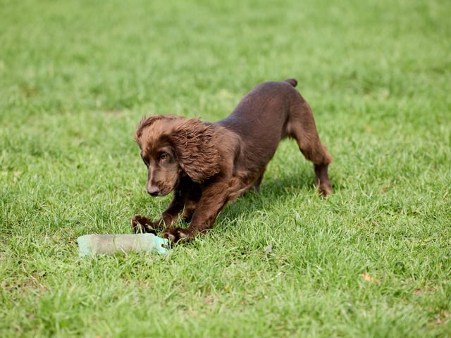Phoenix from Meadow Lark Field Dogs.