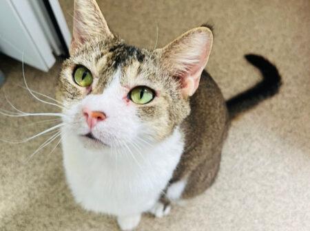 I’m a very friendly lady with a beautiful and distinctive coat. I’m currently on medication for a skin allergy – if you are successful in adopting me, the animal care team will tell you more about it. I would make a lovely companion to any family as long as they are up for a game of hide-and-seek!