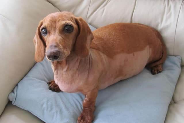 Twelve-year-old dachshund Lily was taken to vets after she was struck down with multiple wart-like “papillomas” legions, covering her chest, abdomen and forelimbs.