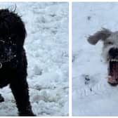 Here are 10 snaps of some of Wakefield's cool canines enjoying the snow