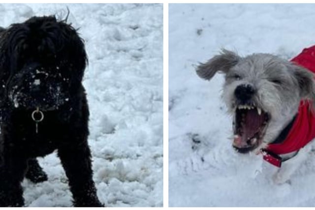 Here are 10 snaps of some of Wakefield's cool canines enjoying the snow