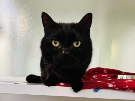 I’m very aptly named after the great Barry White – my vocals are on point and definitely get the other cats chatting! I enjoy being around people, so love a big family who can give me lots of fuss and attention. I have grown up with other cats so would enjoy being around another feline friend ♥