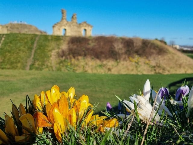 Pretty crocus at Sandal Castle, taken by Sue Billcliffe.