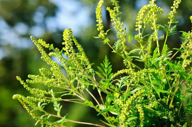 Of people allergic to pollen-producing plants, 75 percent are allergic to ragweed.