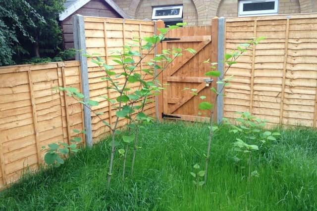 If left unmanaged, knotweed can cause damage to buildings, hinder property sales and lead to legal disputes if it spreads across property boundaries.
