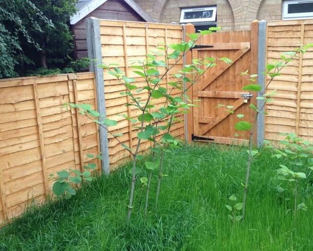 If left unmanaged, knotweed can cause damage to buildings, hinder property sales and lead to legal disputes if it spreads across property boundaries.