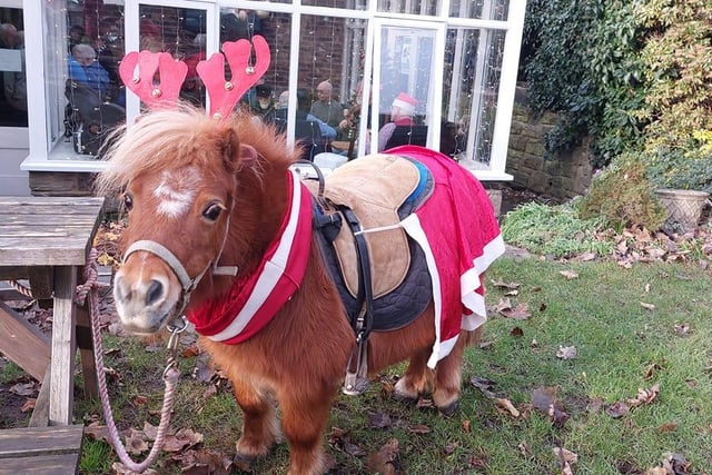 Amy Jo Lawrance said: "Last year Precious had a festive ride out to the pub for a half Guinness!"