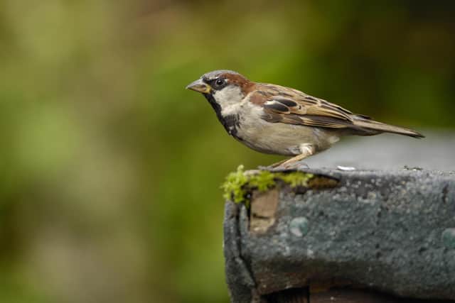House sparrow. The House Sparrow is one of West Yorkshire's most spotted birds in the RSPB's Big Garden Birdwatch 2024. The event started today (Friday) and will end on Sunday January 28. Picture: Ray Kennedy