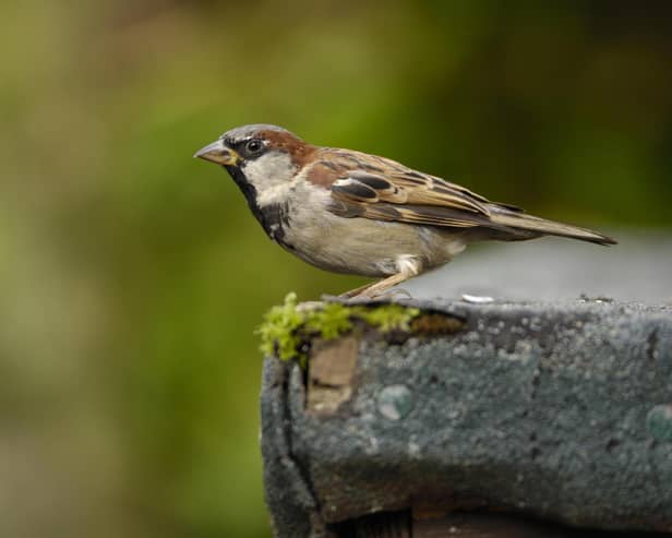 House sparrow. The House Sparrow is one of West Yorkshire's most spotted birds in the RSPB's Big Garden Birdwatch 2024. The event started today (Friday) and will end on Sunday January 28. Picture: Ray Kennedy
