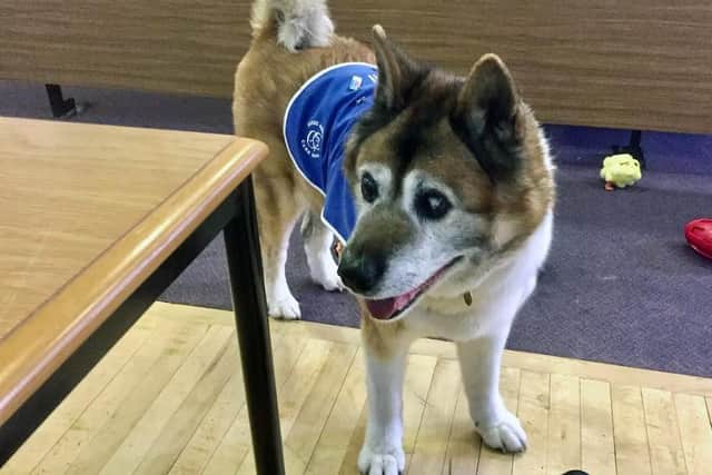 Sumi the Japanese Akita, who has been working as an NHS therapy dog for many years.