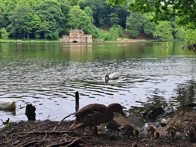 Donna Louise Johnson captured this adorable photo of a duck with her ducklings at Newmillerdam.