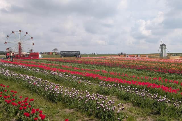 This year, over 500,000 individual bulbs consisting of 65 different varieties have been planted.