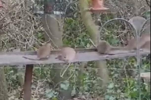 The rats were spotted in a bird garden in Castleford