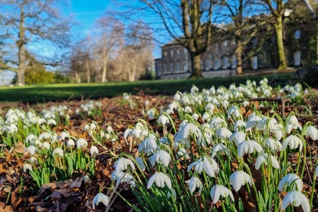 Spring at Nostell Priory, taken by Sue Billcliffe.
