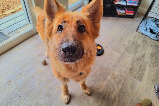 Seven-year-old German Shepherd, Hazel, was sadly found abandoned and tied up with a huge metal lead. After lots of TLC she is now ready to find her forever home to enjoy. She enjoys walks and saying hello to other 4 legged dogs too and is looking for her final forever family who she can bring many gifts to!