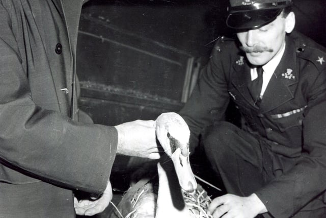 "Chippy" the swan which was found with a fractured wing and had been kept at the Spring Street RSPCA centre in Sheffield, left for a new home.
Senior Inspectors Mr Ted Woods (right) and Mr Edwin Ruck put Chippy in the van ready for the journey, February 20, 1959
