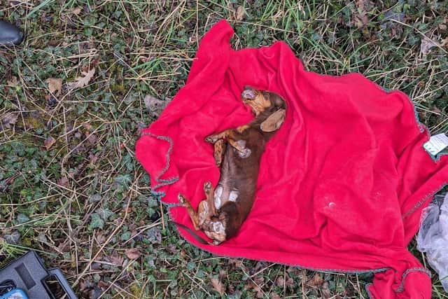 The dachshund puppy had been put in a plastic bag and wrapped in a red blanket before being abandoned.