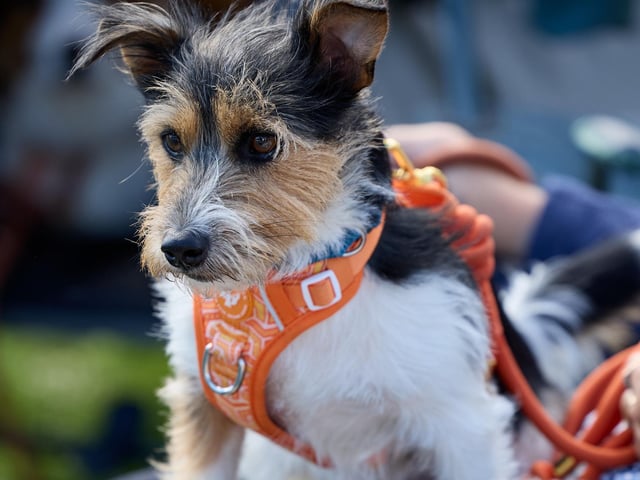 Clarence Park was filled with adorable dogs over the weekend.