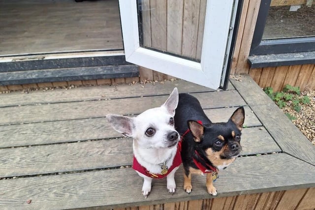 The bonded mother and daughter chihuahua duo love doing everything together. They are looking for an experienced family who have had Chihuahuas in the past and understand their sassy ways. A calm, quiet and patient home with older children would be ideal.