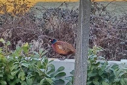 Jackie Groom said this pheasant visits every week for his dinner.