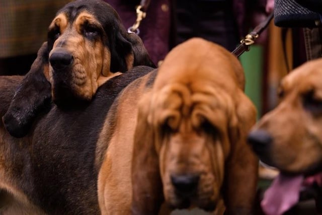 The Bloodhound has been bred and developed in Britain since before 1300. Originally used as a leashed hound in hunting deer and wild boar, but also from very early times in tracking humans. In 2017 there were 88 registered. In 2020 that number dropped to 19.