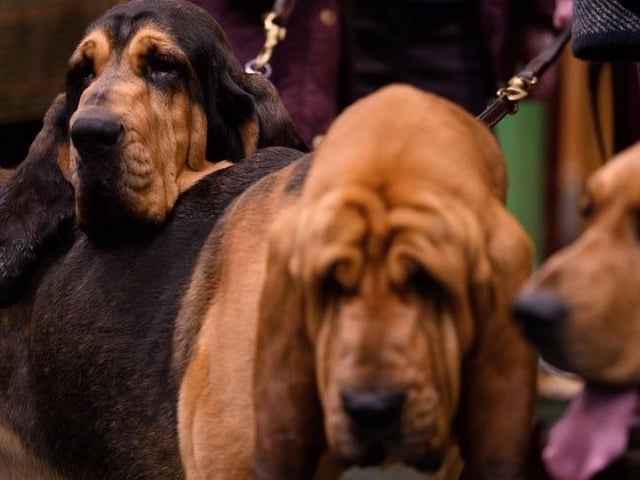 The Bloodhound has been bred and developed in Britain since before 1300. Originally used as a leashed hound in hunting deer and wild boar, but also from very early times in tracking humans. In 2017 there were 88 registered. In 2020 that number dropped to 19.