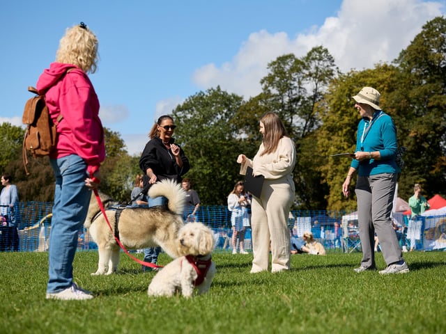 The dog show had a variety of categories including 'best rescue' and 'cutest puppy'.