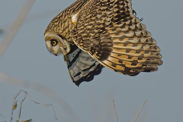 More of Les's work - An owl in flight