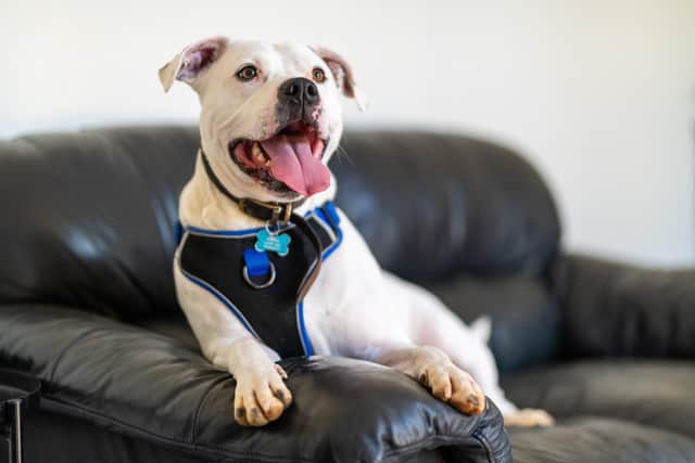 Zeus was the subject of numerous appeals to help him find his forever home.