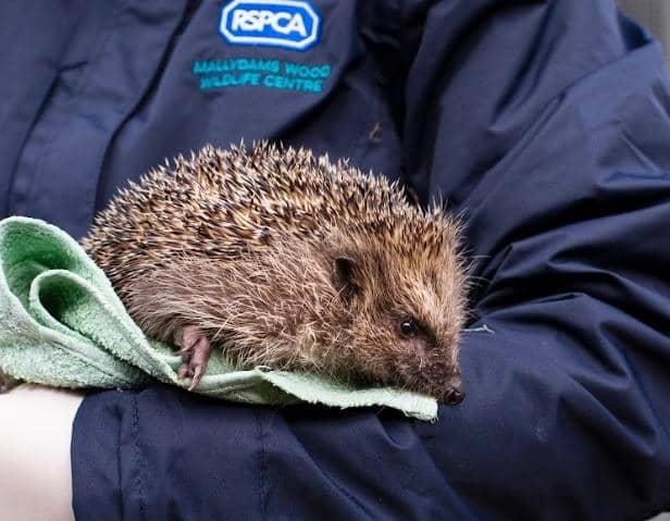 RSPCA braced for a spike in hedgehog calls as busiest month combines with heatwave