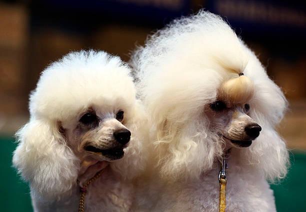 The next most expensive dog breed analysed is the Poodle costing £23,289 on average across their 14 year life span. it costs on average £376 per year to groom a poodle.