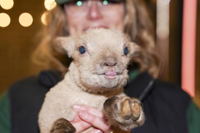 Horncastle Farm's Lucy Stevens with a lamb.