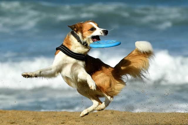 Dog-bans will take place from the start of May until the end of September at beaches in locations across the UK including Bridlington, Hornsea Beach and Withernsea Beach in Yorkshire.