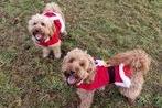 Danielle Walker's pups celebrated Christmas in their matching Santa costumes.