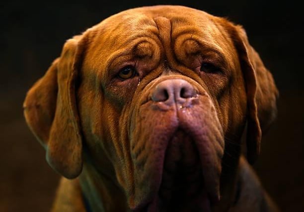 The Mastiff, also known as the English Mastiff, comes in as the third most expensive dog breed costing £27,330 over the span of its 11-year lifespan.