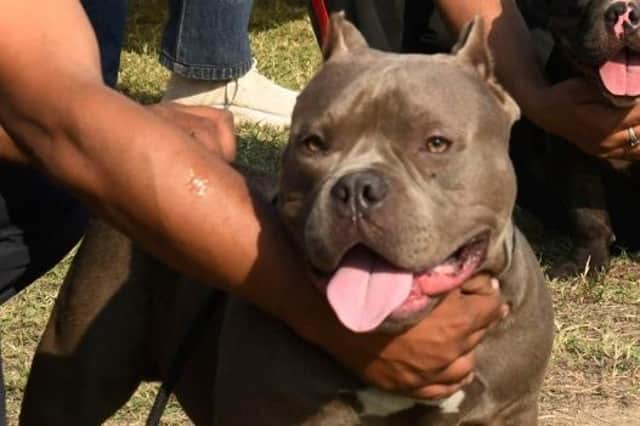 Should the American XL Bully breed be banned?