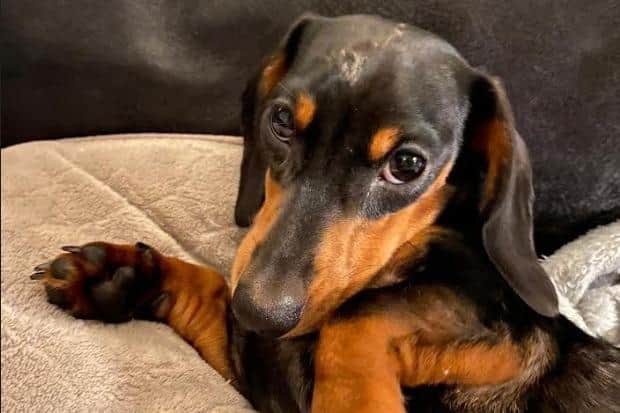12-week-old Dachshund called Lilly is recovering well.