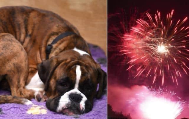 It comes after statistics released today by The Kennel Club show an increase in dogs going missing during fireworks season.