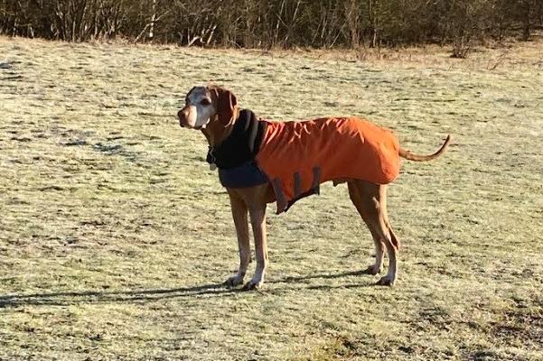 Alan Barnes shared a photo of his  Hungarian Vizsla out for a walk on a cold frosty morning at Lofthouse nature park.