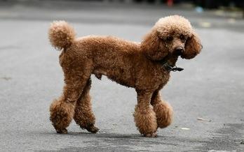 Poodles have a £889 price tag.