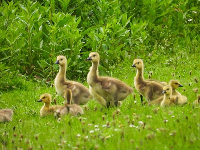 Another photo of the goslings at Anglers Country Park, taken by Sue Billcliffe.