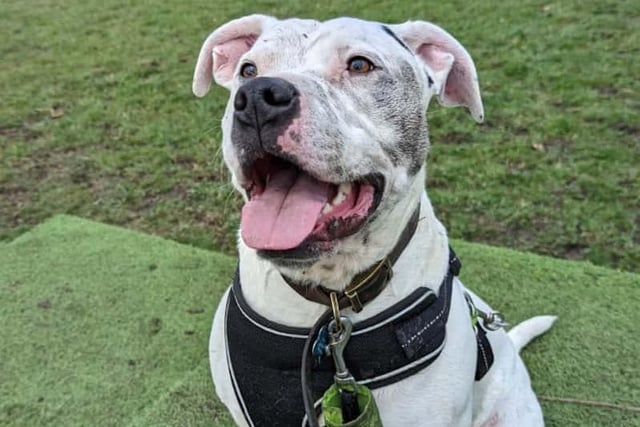 Three-year-old Staffie X, Zeus, is happy chap with bundles of energy and excitement who loves people. He is looking for an experienced family who can keep up with his training and give him lots of unconditional love.