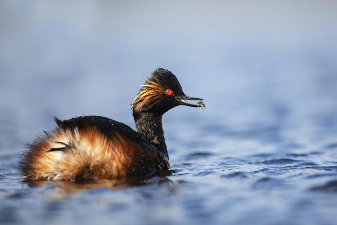 Thousands of migrant birds arrive back in Castleford, including the ...