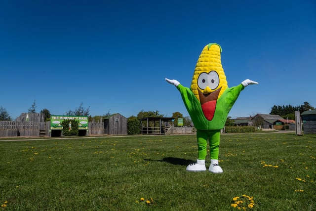 York Maze, Saturday, July 16 to Monday, September 5 With more than 20 attractions, among Europe’s largest maize mazes offers fantastic labyrinthine play and puzzle day out. It was created from more than a million living growing maize plants.