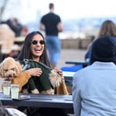 Lapping up the great outdoors. Beer gardens at dog friendly bars are a big draw for pet owners this summer. Photo by Kate Green/Getty Images