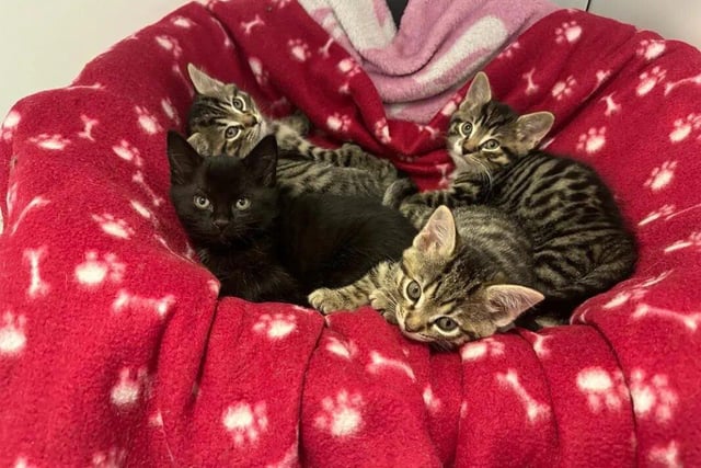 Mars, Maria, Jupiter and Venus are 	Domestic Short Hair looking for their forever home. They are a lively and playful bunch and are still living with mum but are ready to fly the nest!